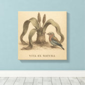 Toile Rare Roller Botanique & Welwitschia Art Vintage (Insitu (Plancher de Bois))