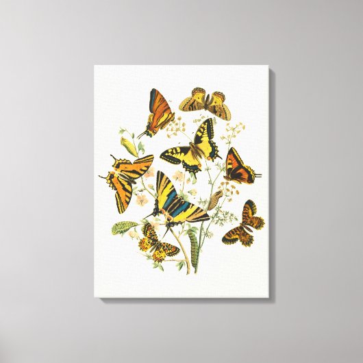 Toile Rassemblement coloré de papillons et de chenilles (Recto)