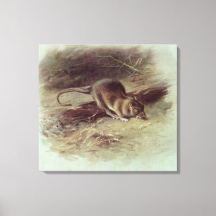 Toile Rat Brown 1918