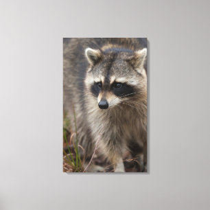 Toile Raton laveur, Procyon lotor, Floride