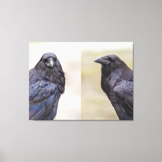 Toile Ravens (Recto)