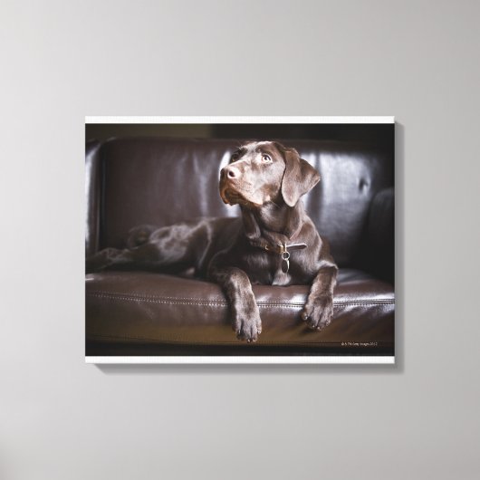 Toile Récupérateur de chocolat Labrador (Recto)