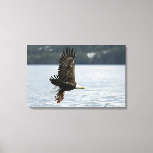Toile Récupération du poisson d'aigle à tête blanche