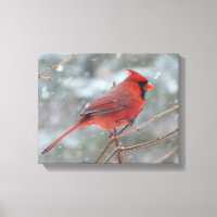 Red cardinal en hiver