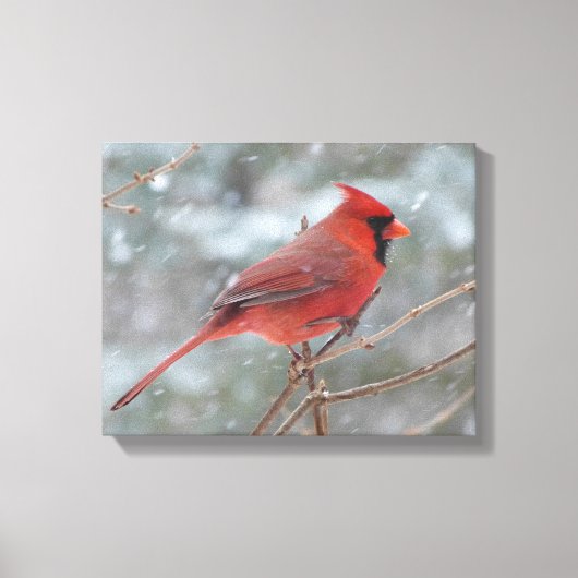 Toile Red cardinal en hiver (Recto)