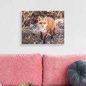 Toile Red Fox de près et personnel (Insitu(Salon))