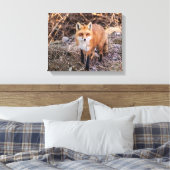Toile Red Fox de près et personnel (Insitu(Chambre))