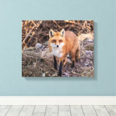 Toile Red Fox de près et personnel (Insitu (Plancher de Bois))