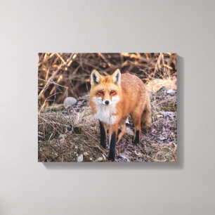 Toile Red Fox de près et personnel