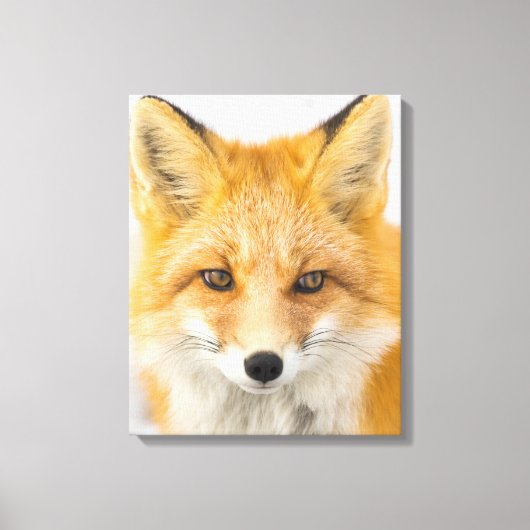 Toile Red Fox Portrait (Recto)