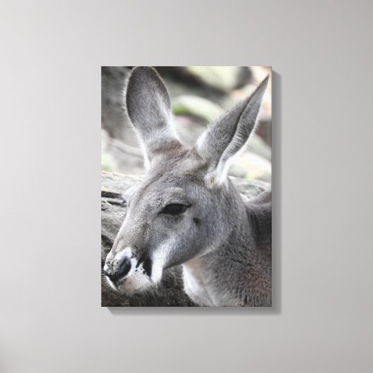 Toile Red Kangaroo (Recto)