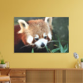 Toile Red Panda, Zoo de Taronga, Sydney, Australie (Insitu(Salon))