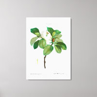 REDOUTÉ "MAGNOLIA" IMPRIMER CANVAS STRETCHÉ