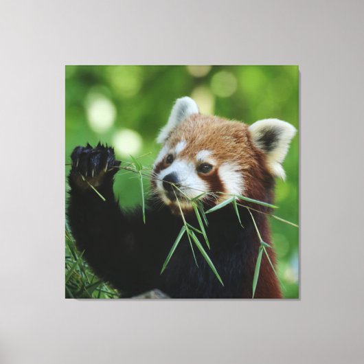 Toile RedPanda 002 (Recto)
