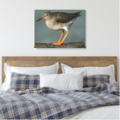 Toile Redshank | Tringa Totanus (Insitu(Chambre))