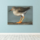 Toile Redshank | Tringa Totanus (Insitu (Plancher de Bois))