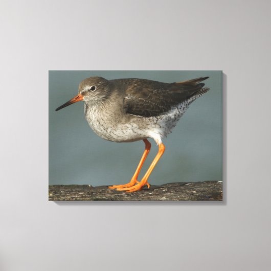 Toile Redshank | Tringa Totanus (Recto)