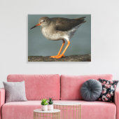 Toile Redshank | Tringa Totanus (Insitu(Salon))