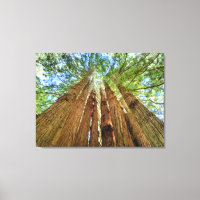 Redwood Grove