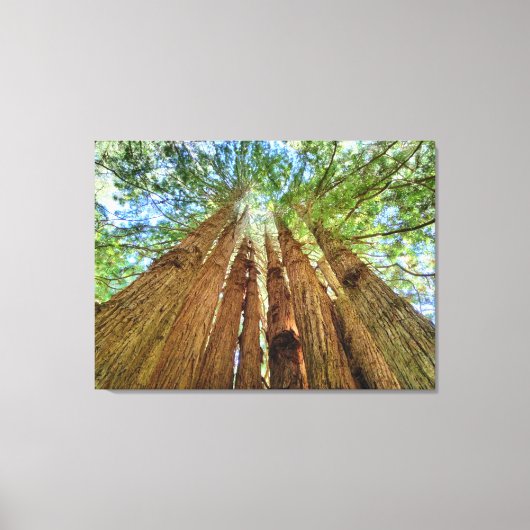 Toile Redwood Grove (Recto)