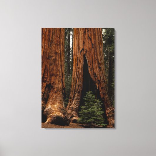 Toile Redwood Trees, Sequoia National Park. (Recto)