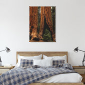 Toile Redwood Trees, Sequoia National Park. (Insitu(Chambre))