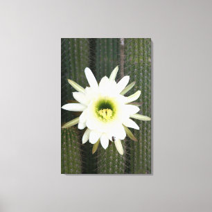 Toile Reine de la Fleur de Cactus de Nuit, Région du Kar