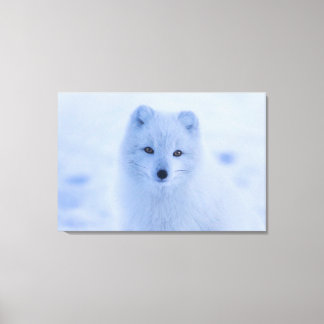 Toile Renard arctique
