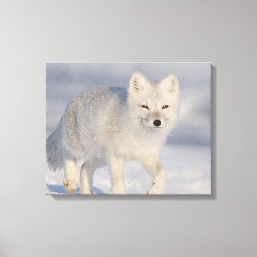 Toile Renard arctique, Alaska (Recto)