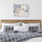 Toile Renard arctique, Alaska (Insitu(Chambre))
