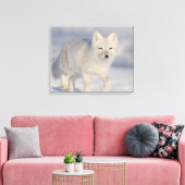 Toile Renard arctique, Alaska (Insitu(Salon))