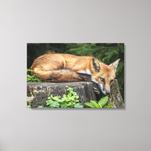 Toile Renard rouge au repos