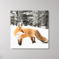 Renard rouge en neige blanche