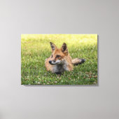 Toile Renard Rouge Sur Un Lit De Trèfle (Horizontal) (Recto)