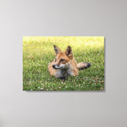 Toile Renard Rouge Sur Un Lit De Trèfle (Horizontal) (Recto)