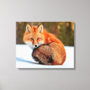 Toile Renard roux dans la neige Yukon