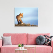 Toile renard roux, Vulpes vulpes (Insitu(Salon))