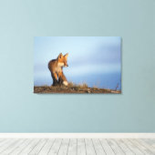 Toile renard roux, Vulpes vulpes (Insitu (Plancher de Bois))