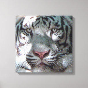 Toile Rencontre avec le tigre blanc