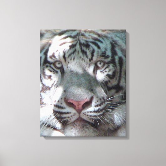 Toile Rencontre du tigre blanc (Recto)