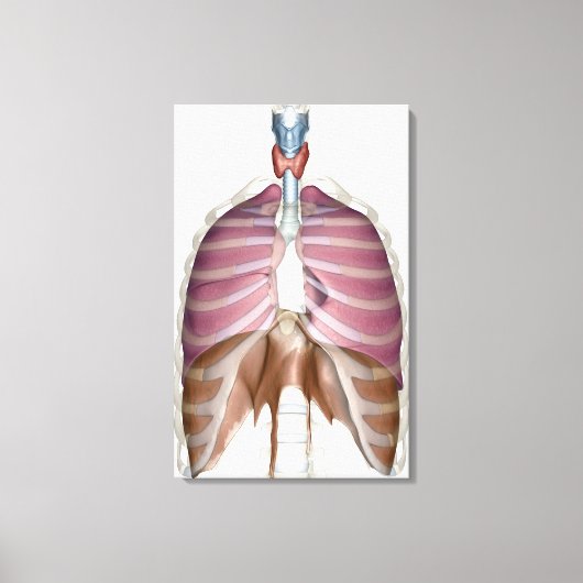 Toile rendu 3d du système respiratoire (Recto)