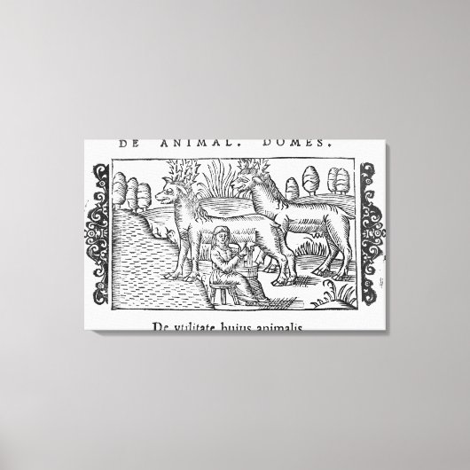 Toile Rennes à lait (Recto)