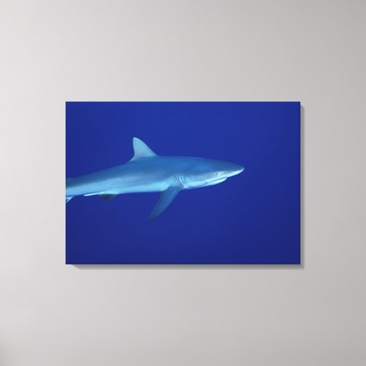 Toile Requin (Recto)