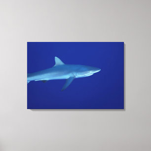Toile Requin