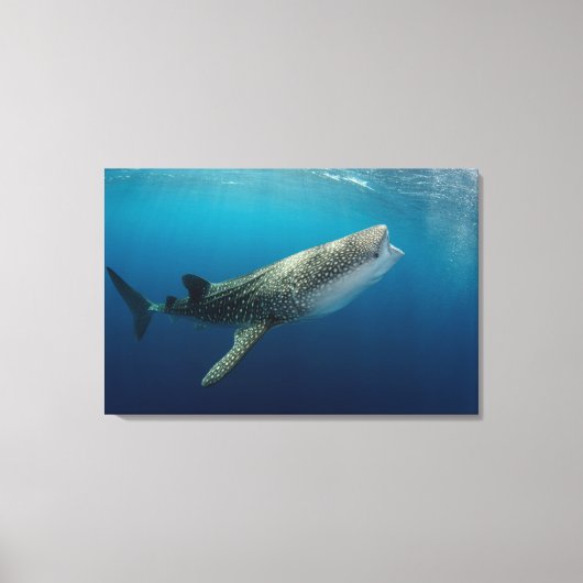 Toile Requin Baleine Nageant (Recto)