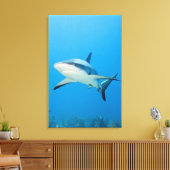Toile Requin des Caraïbes (Carcharhinus perezi) (Insitu(Salon))