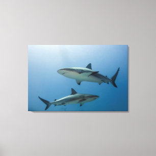 Toile Requin des récifs des Caraïbes