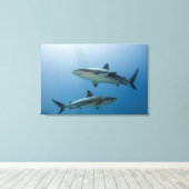 Toile Requin des récifs des Caraïbes (Insitu (Plancher de Bois))