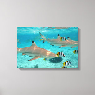 Toile Requins dans la lagune de Bora Bora