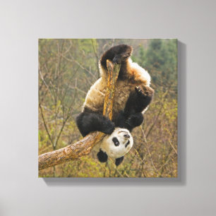 Toile Réserve de pandas de Wolong, Chine, 2 ans 1/2